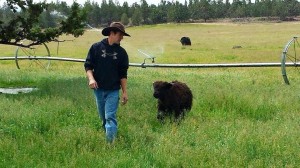 Greg and Sherman, the Yak.